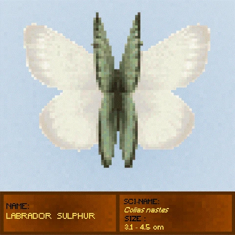 #29 Labrador Sulp
