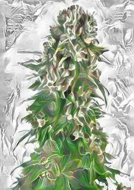 #5 Whitewidow