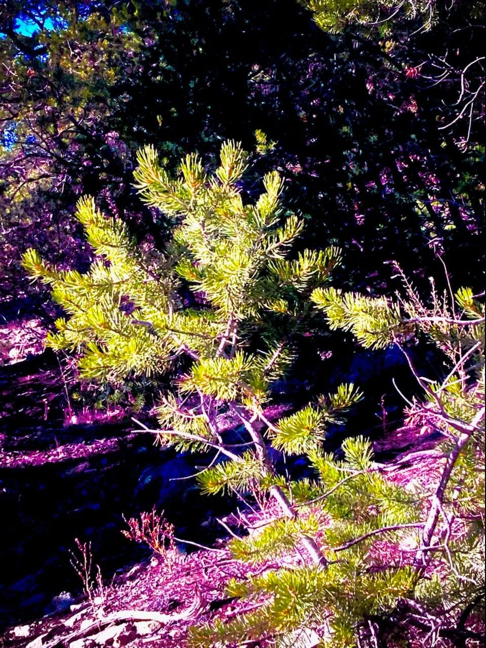 #1 pine
