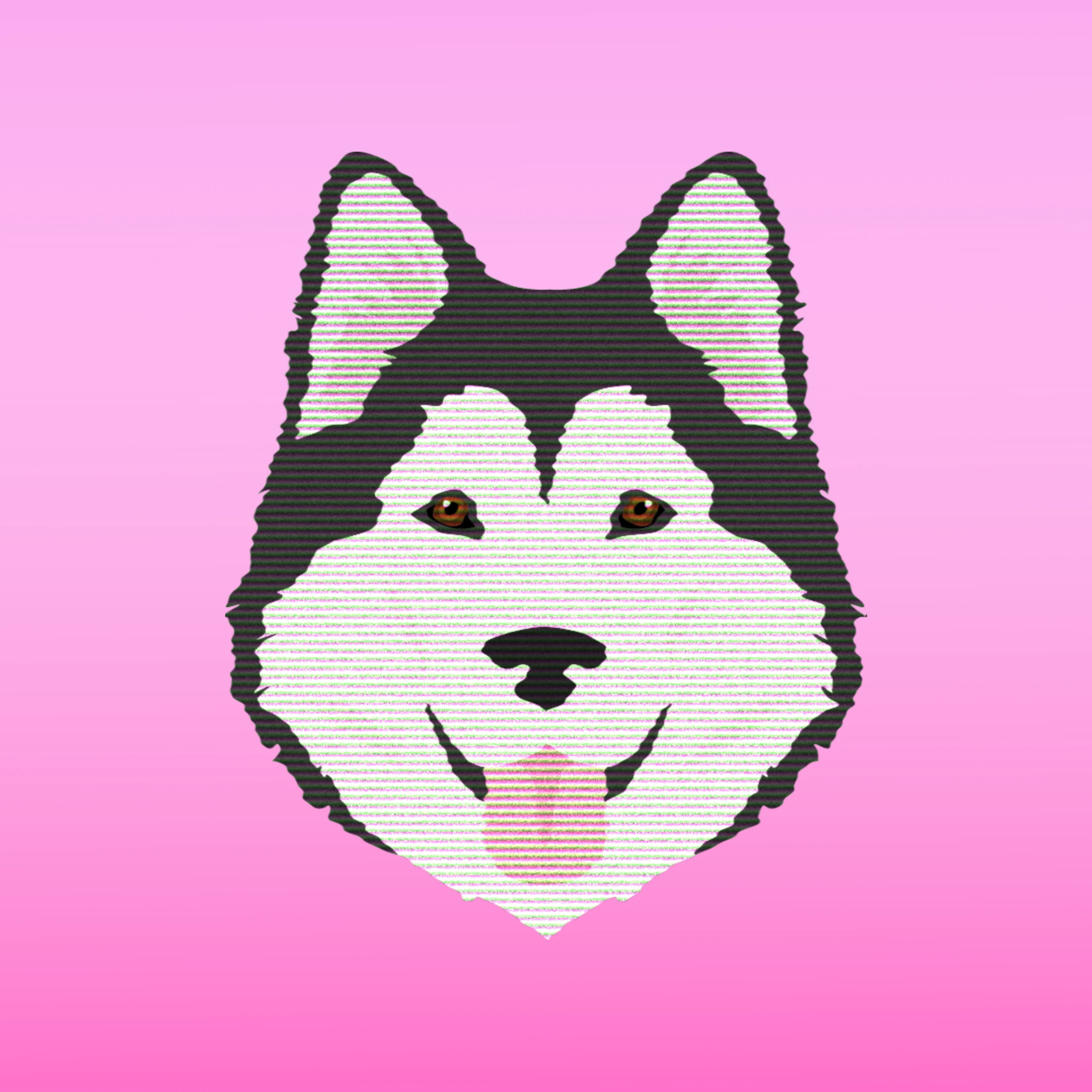 #2 Alaskan Malamu