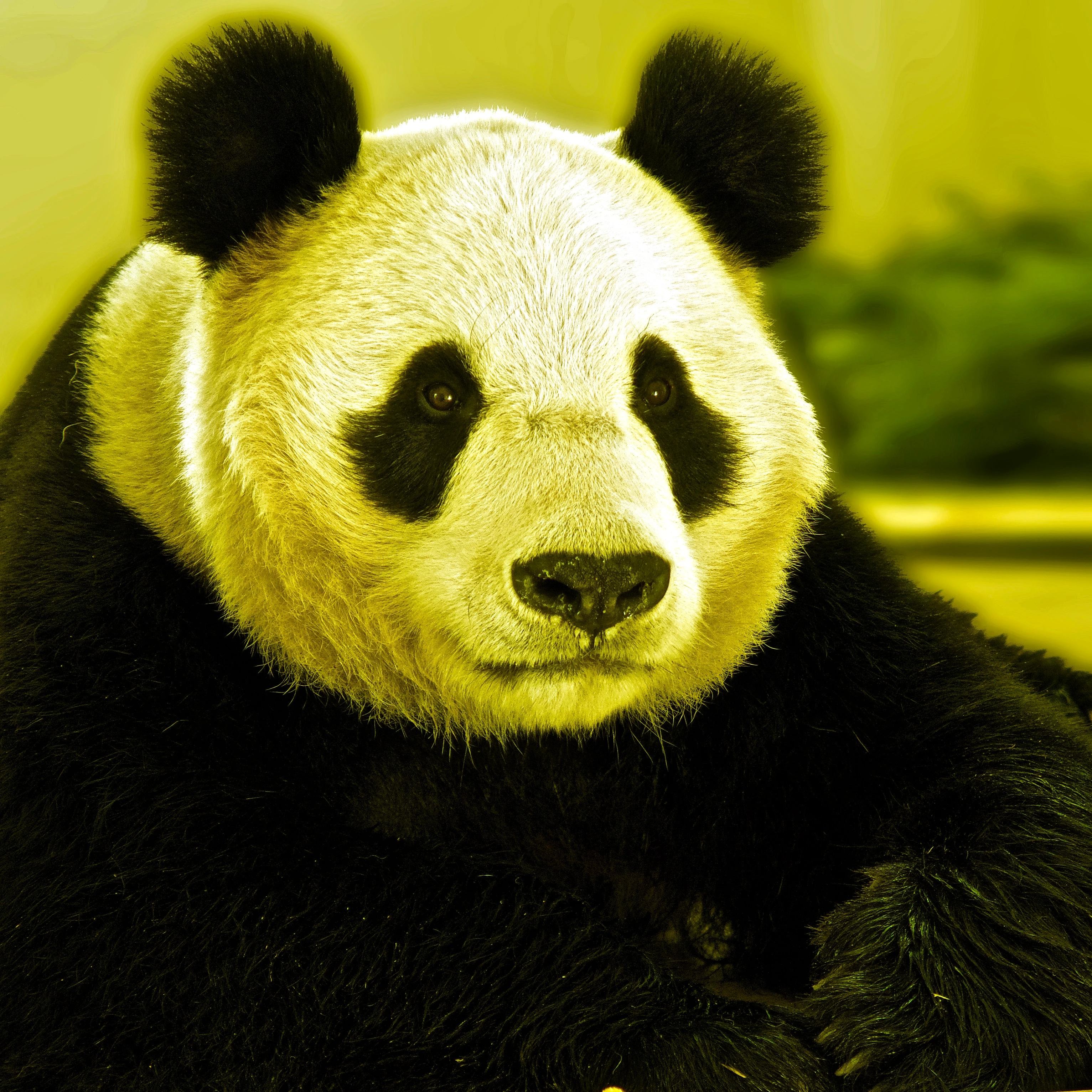 #11 Hash Panda Ea