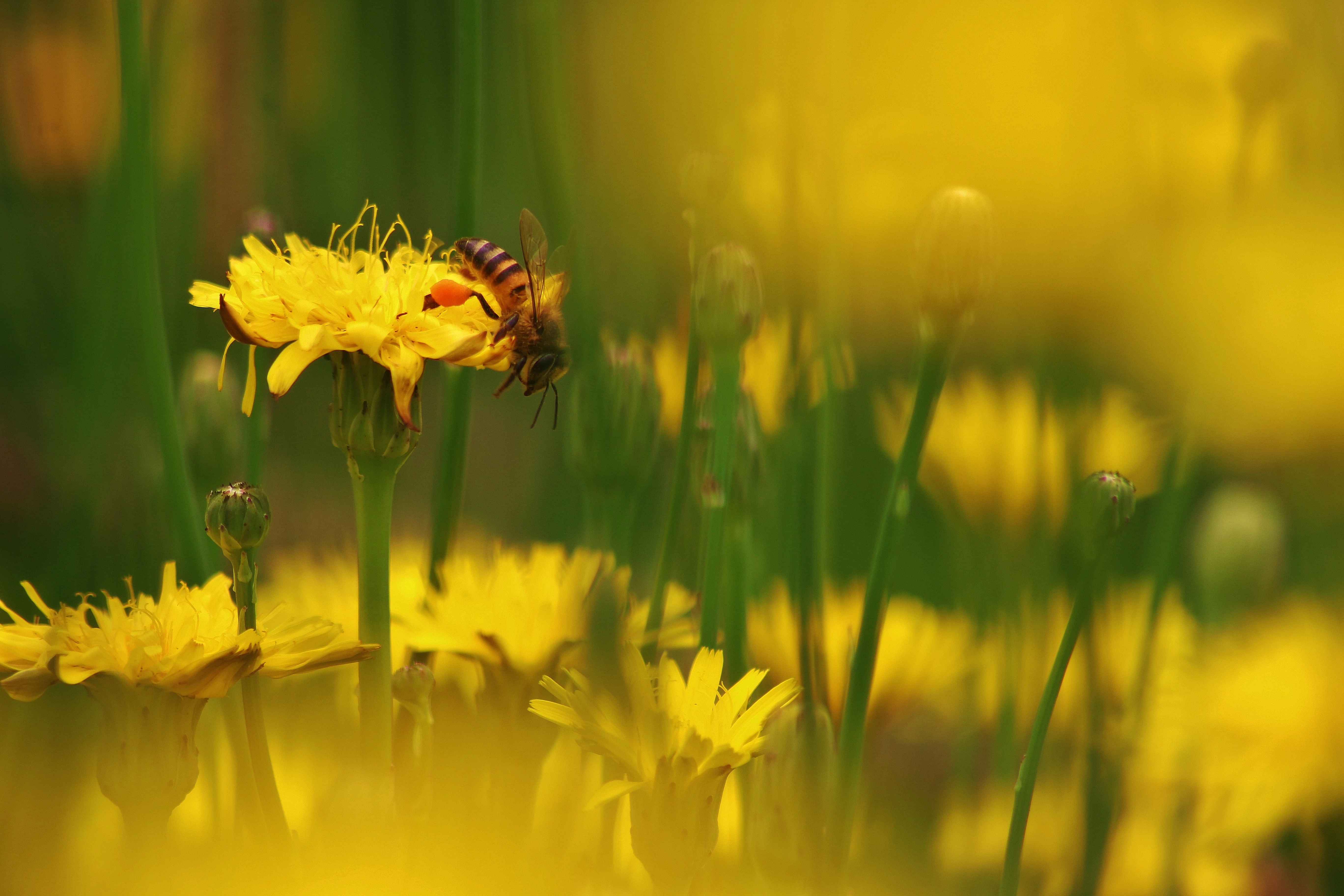 #4 Symbiosis phot