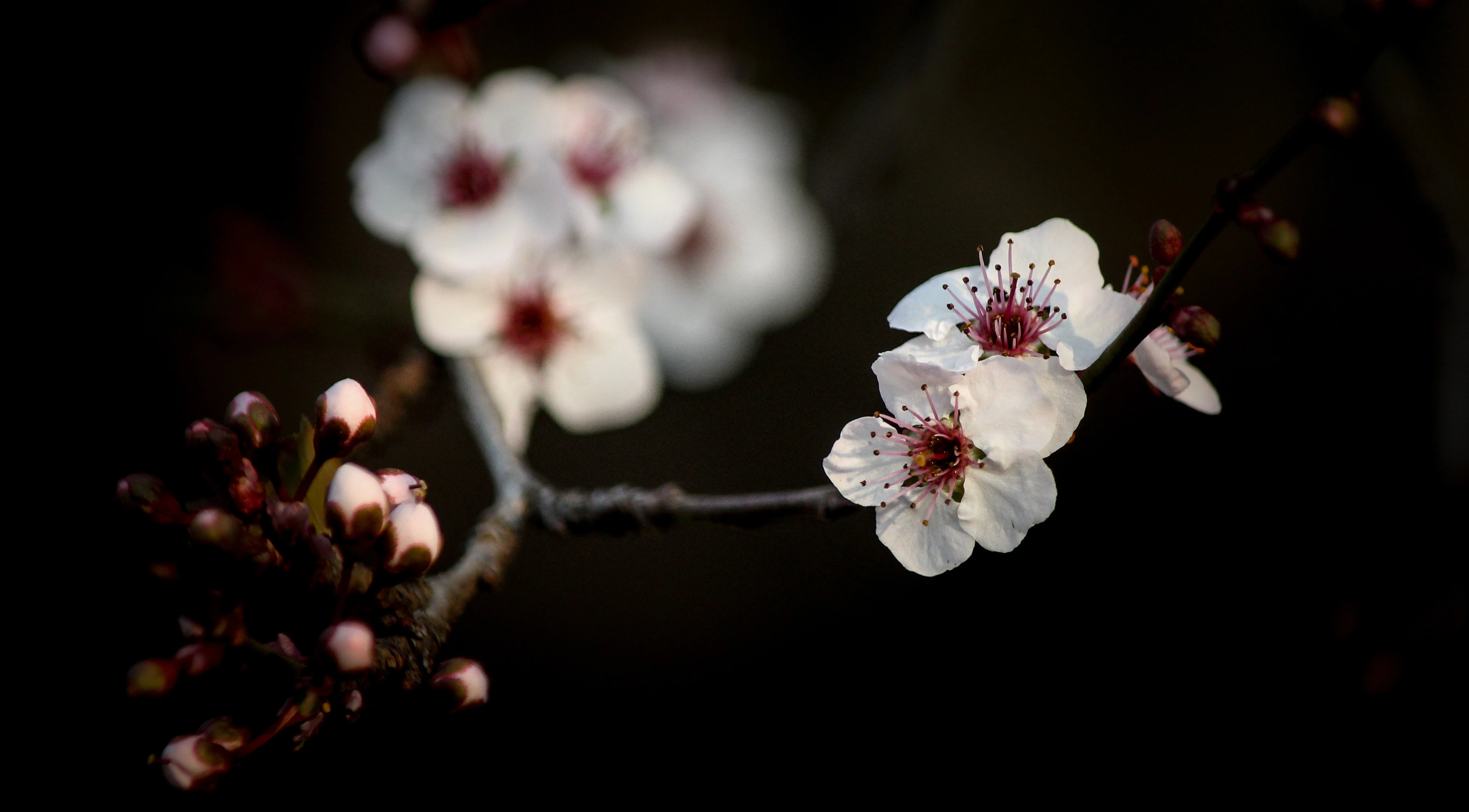 #3 Blossom