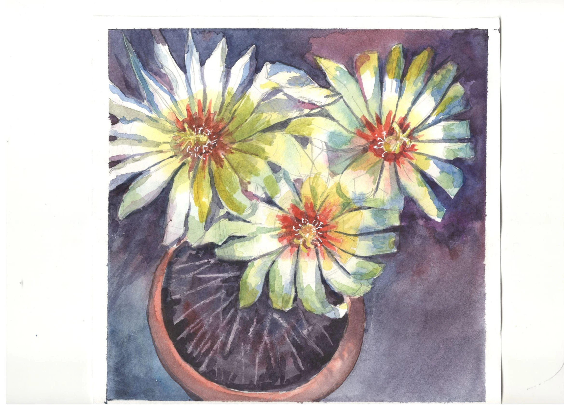 #5 Chrysanthemum