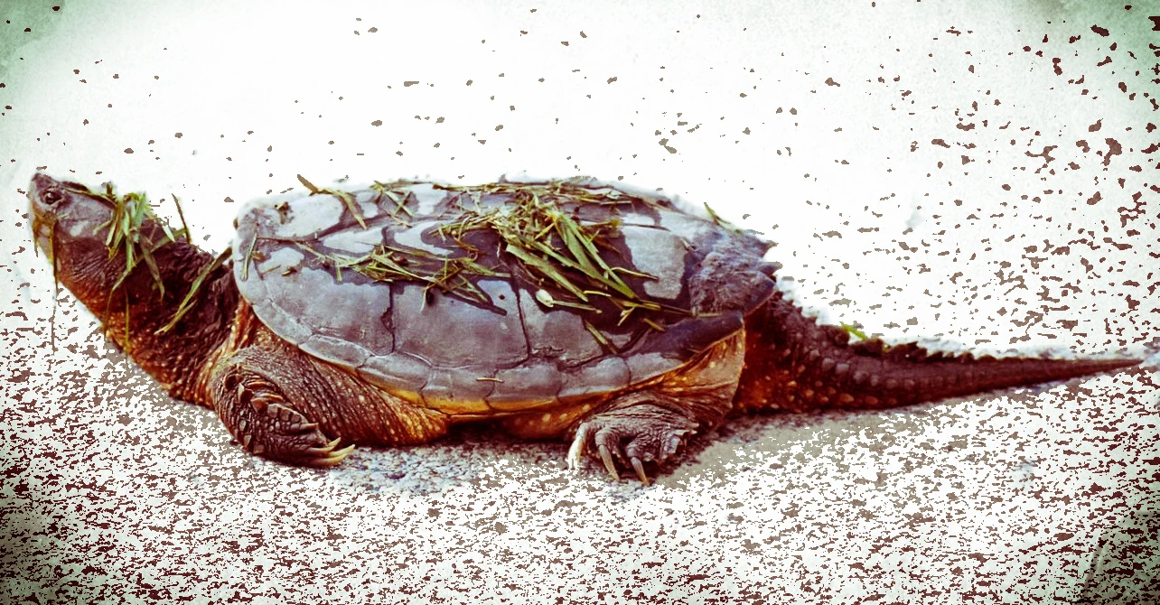 #10 Reptilia