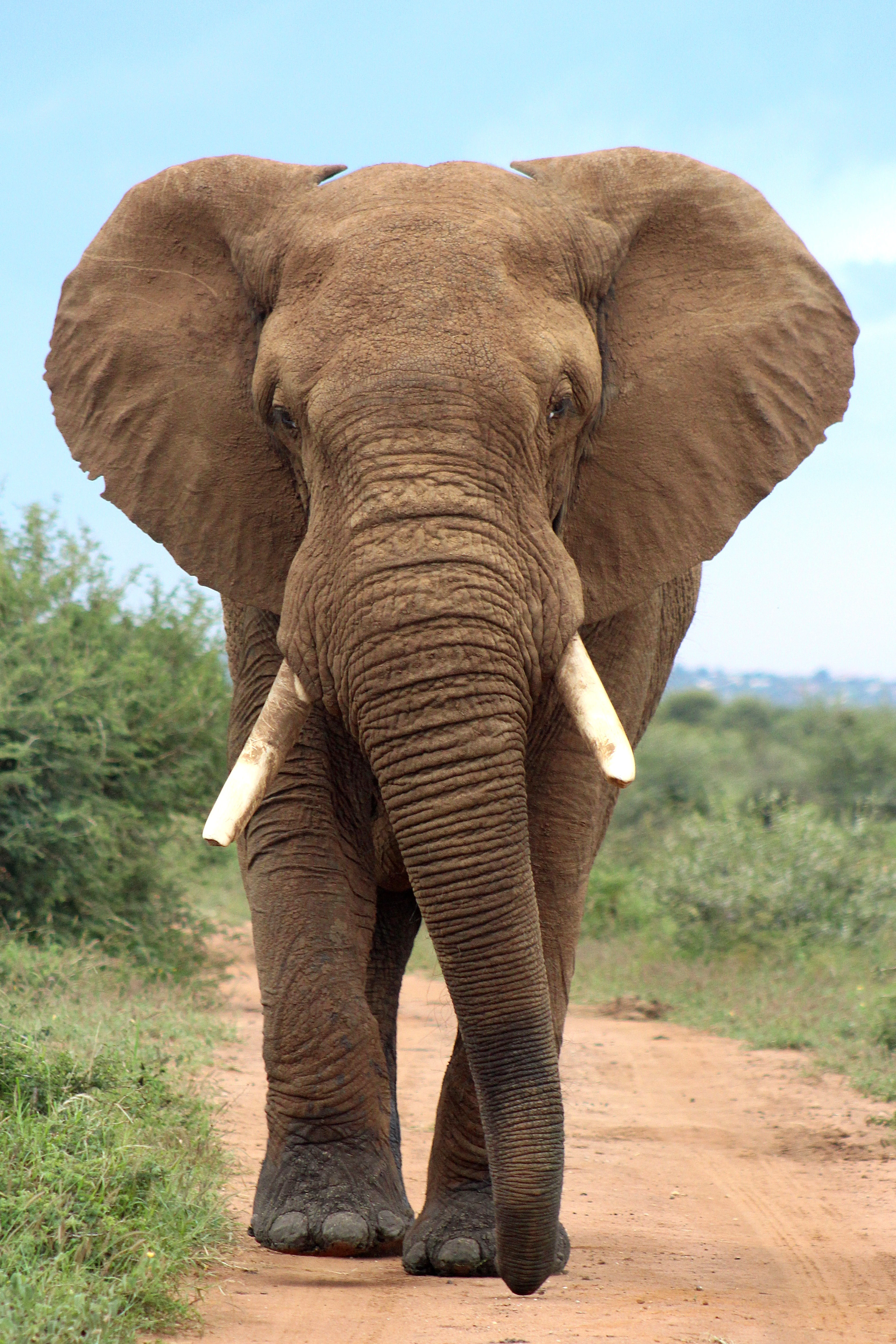 #4 The Elephant I