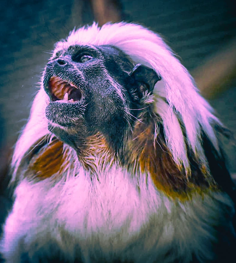 #9 Primates