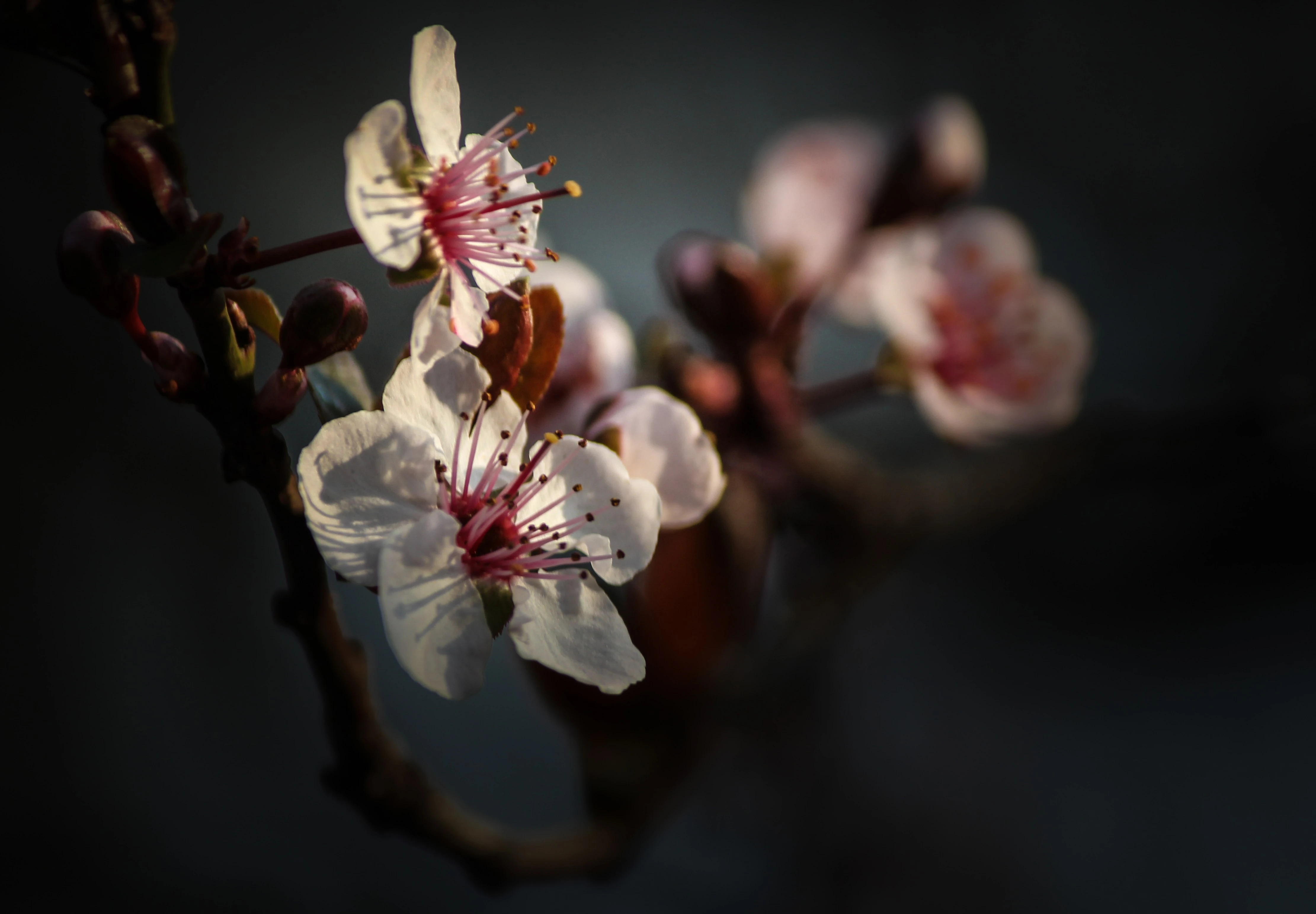 #1 Blossom