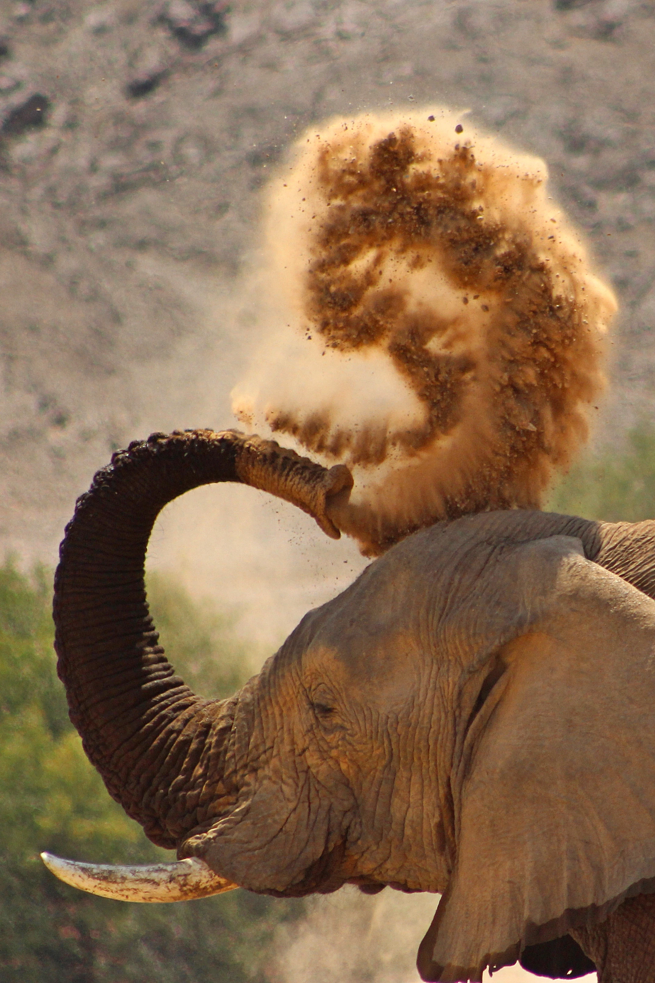#6 The Elephant I