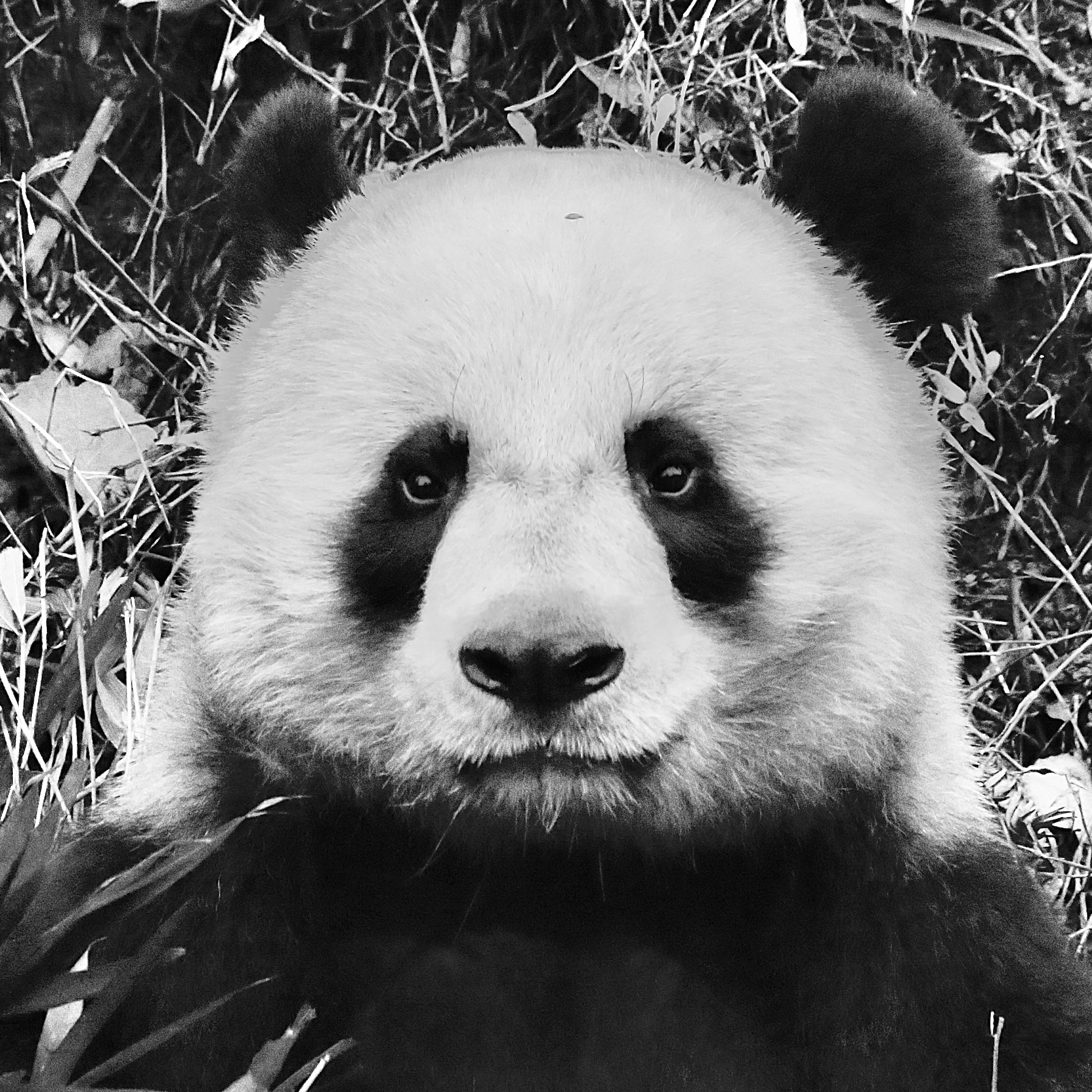 #2 Hash Panda Por