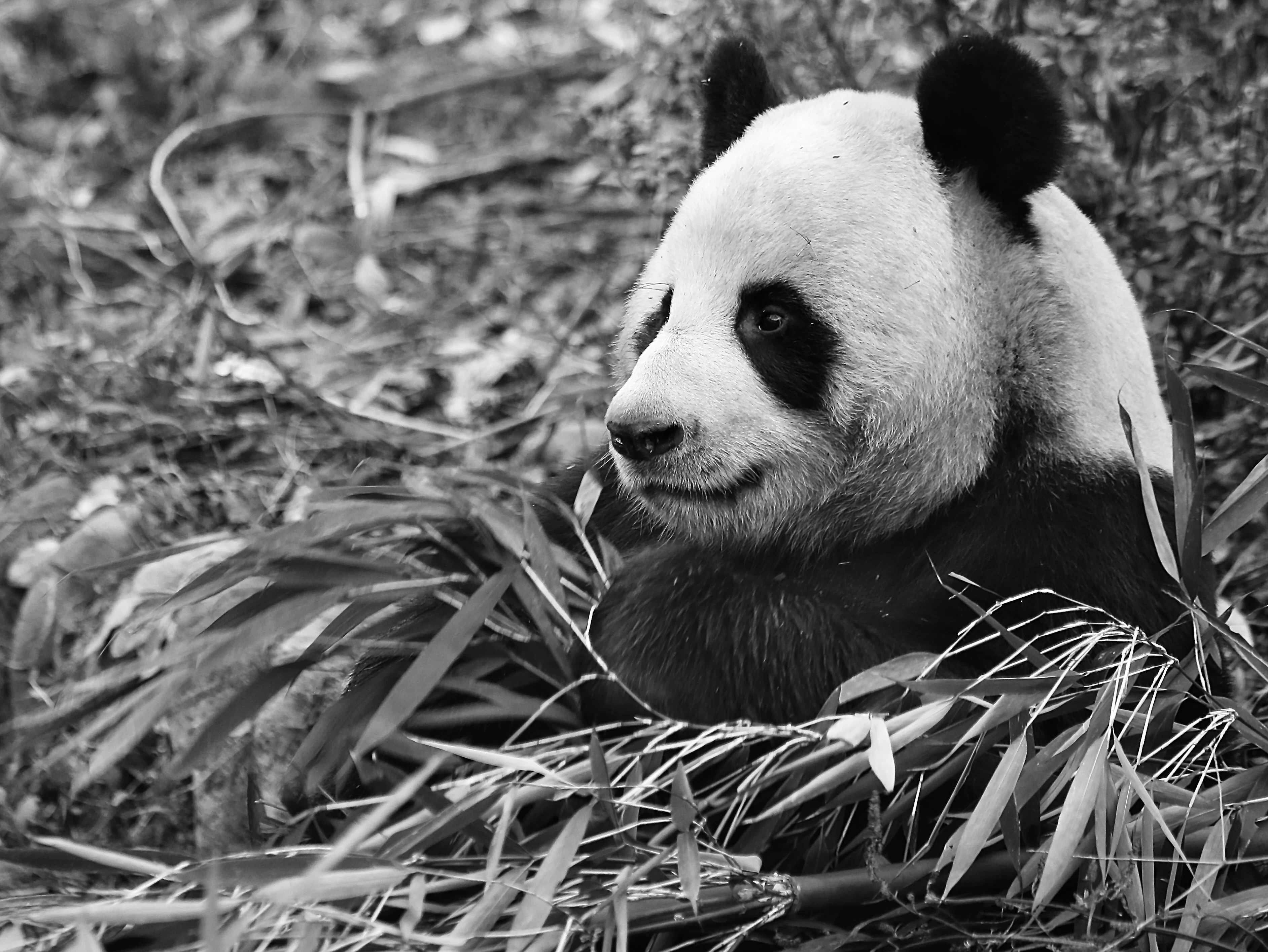 #6 Hash Panda Eat