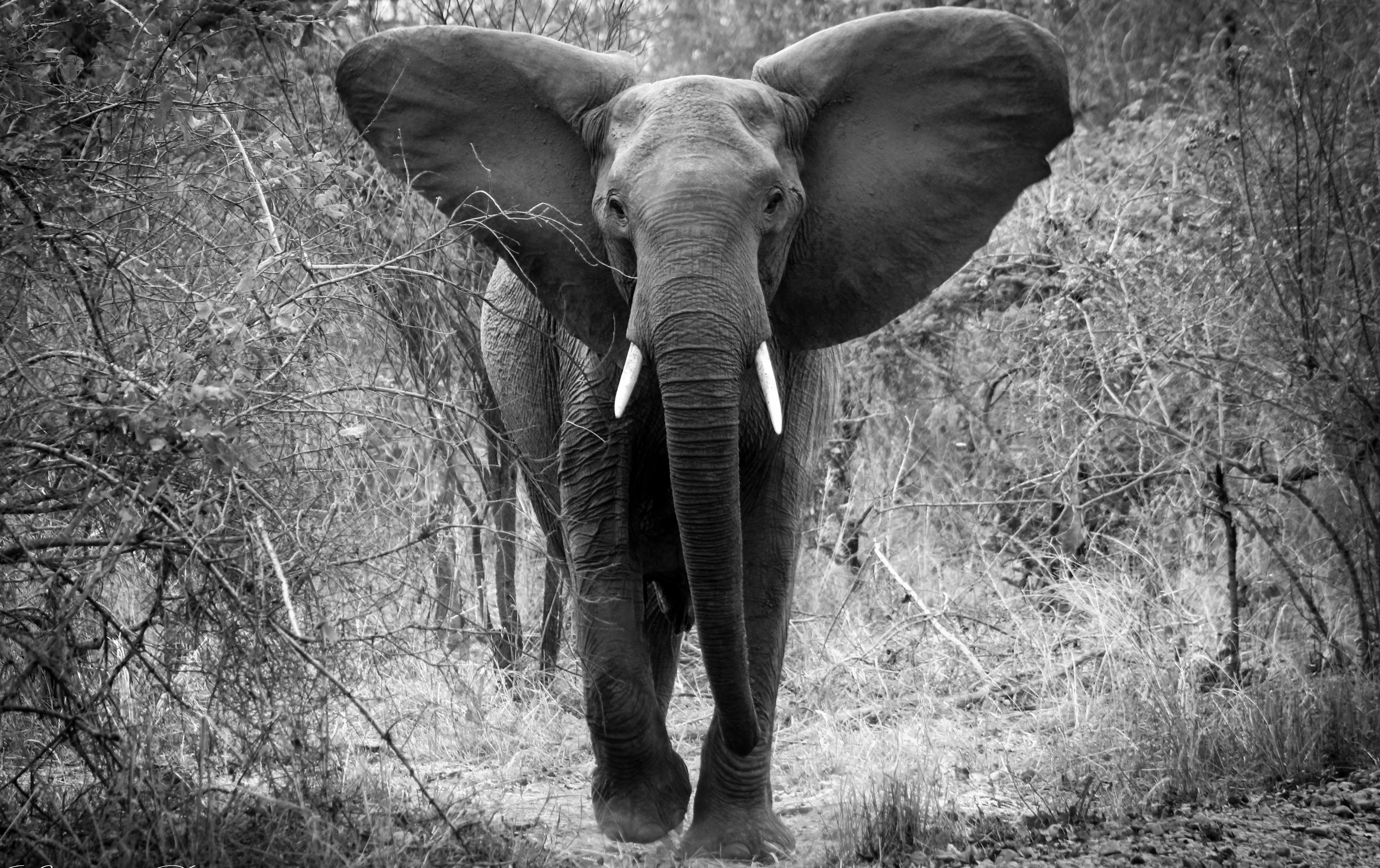 #7 The Elephant I