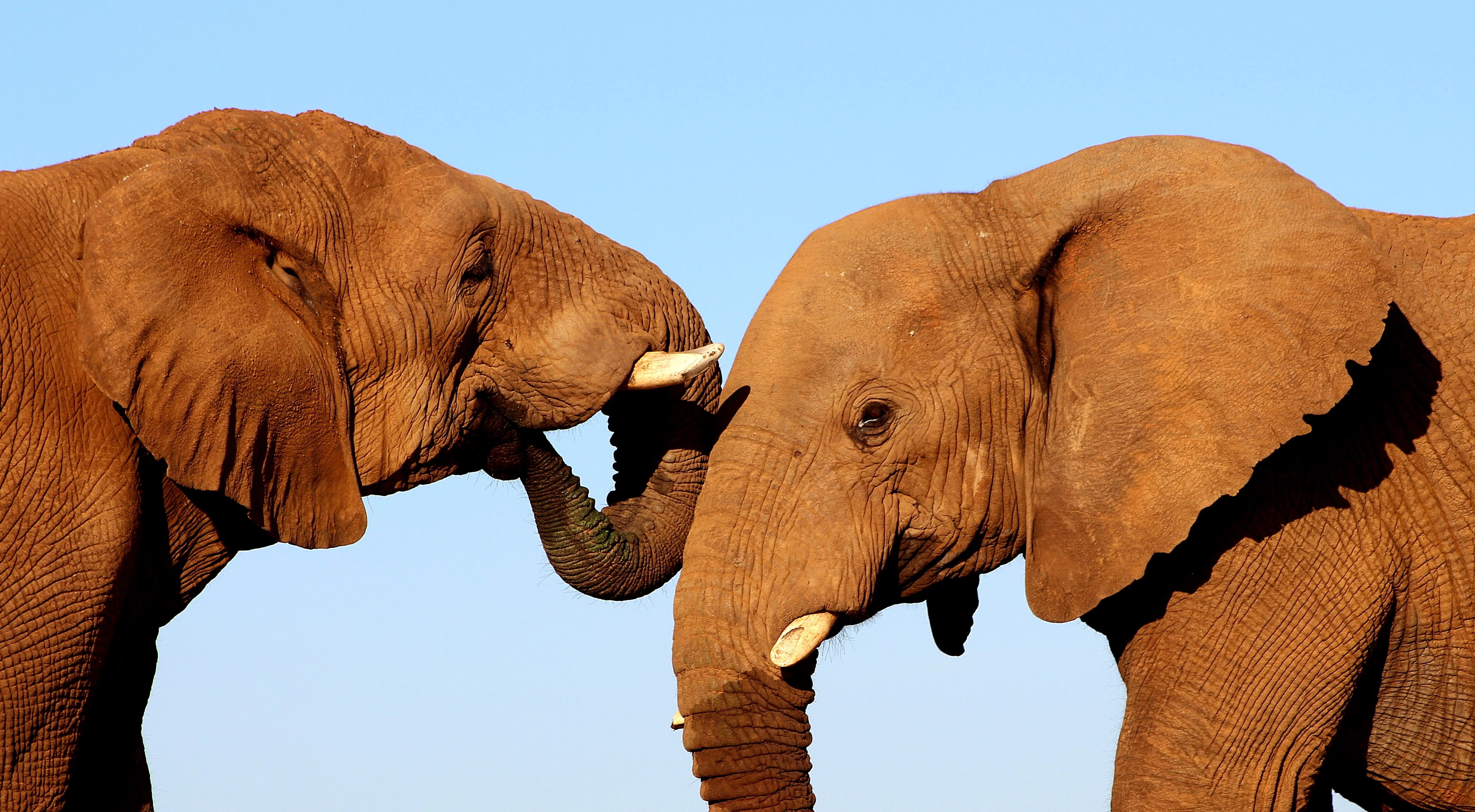 #2 The Elephant I