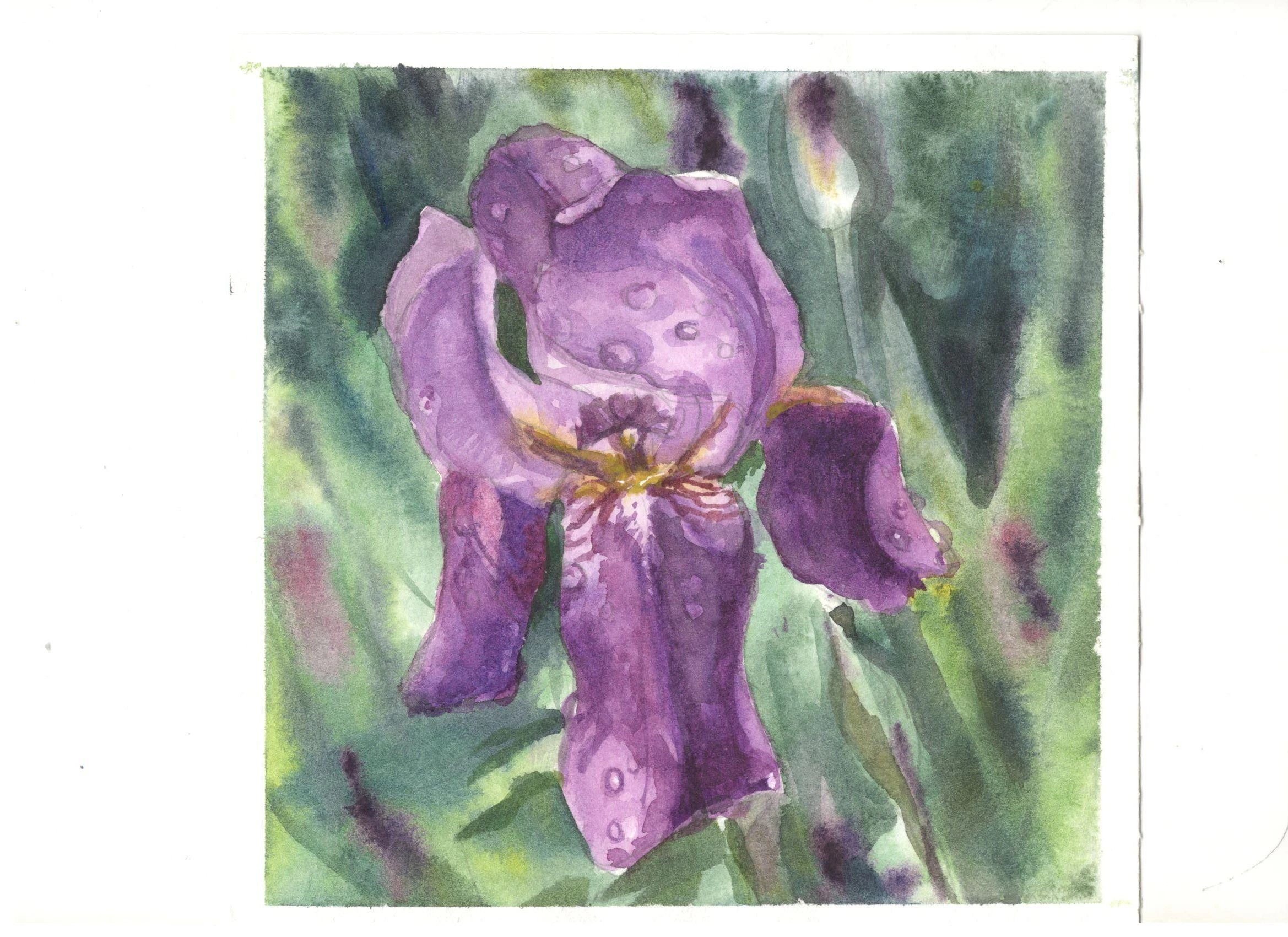 #1 Iris