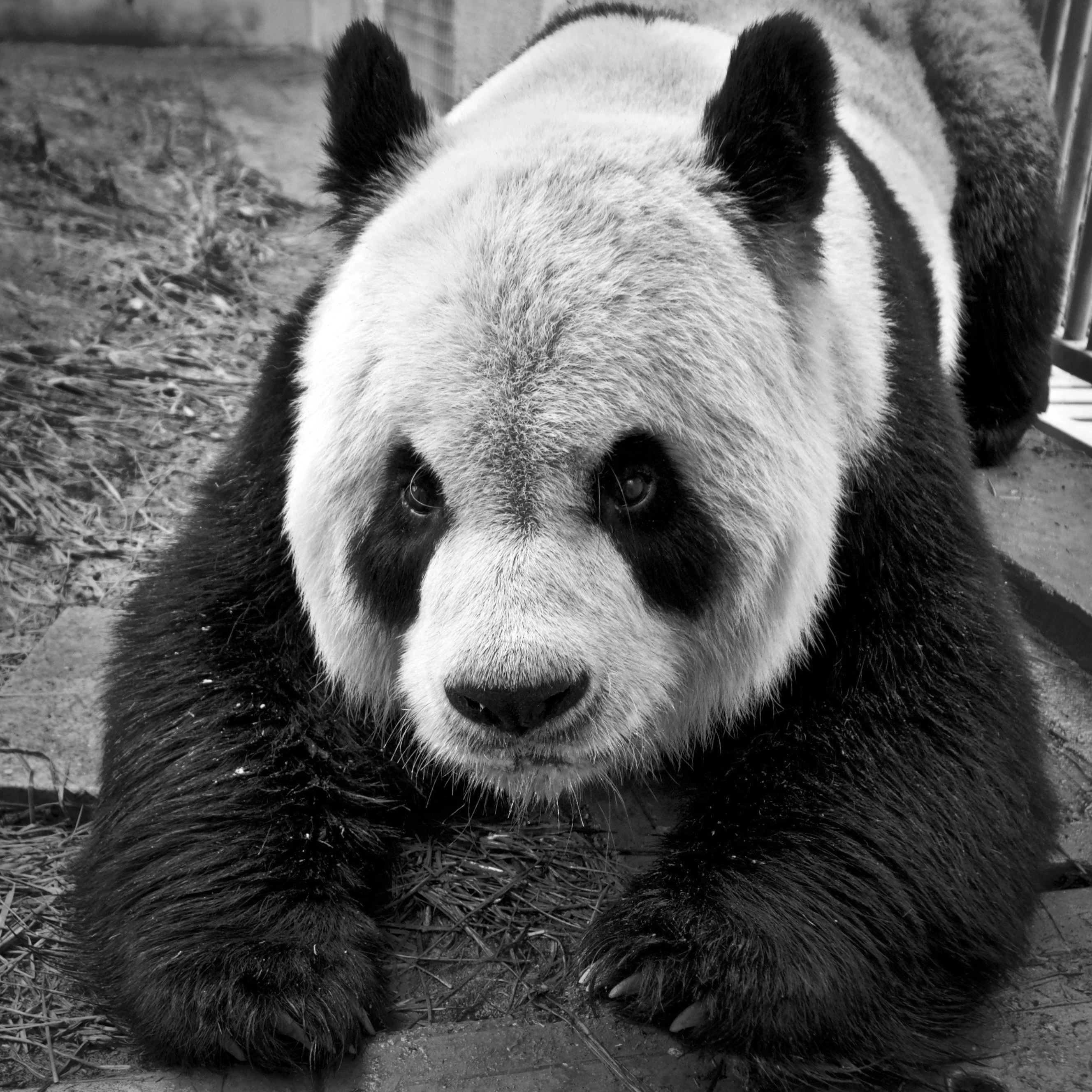 #4 Hash Panda Pla