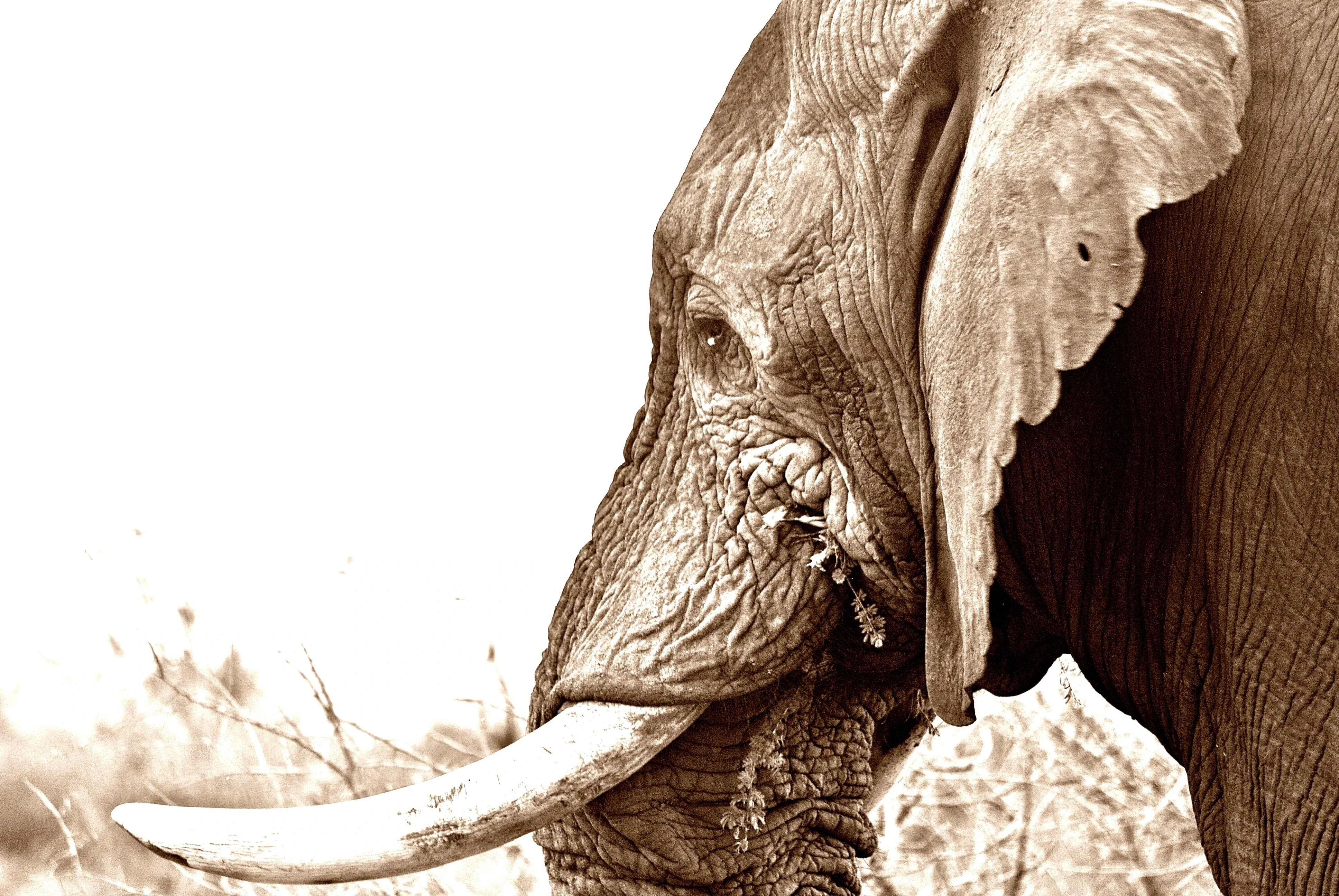 #1 The Elephant I
