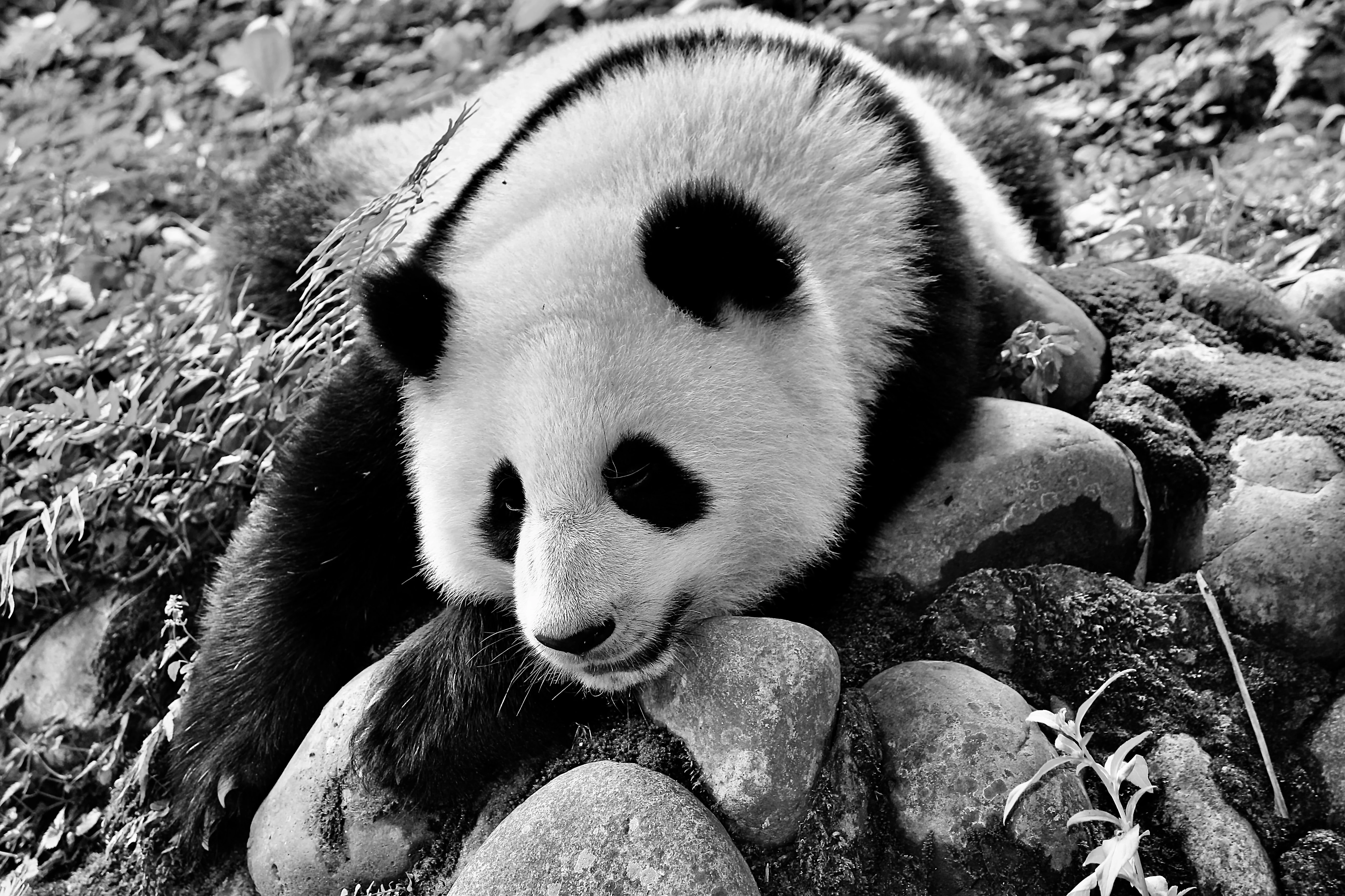 #9 Hash Panda Laz