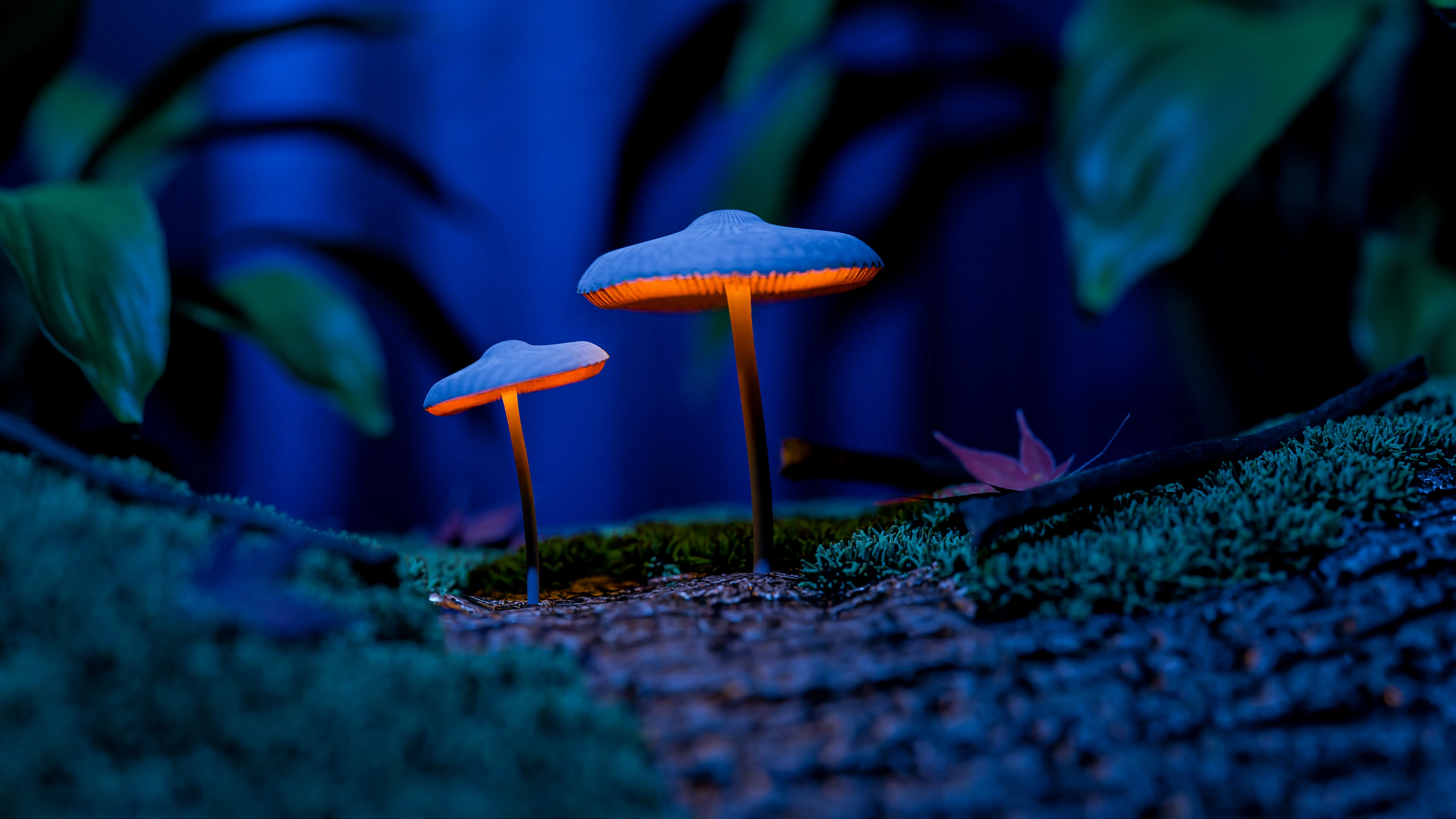 #2 Mycena Haemato